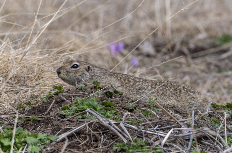 северное приэльбрусье. малый суслик. животные Притаился. малый сусликphoto preview