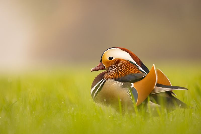 Mandarin duckphoto preview