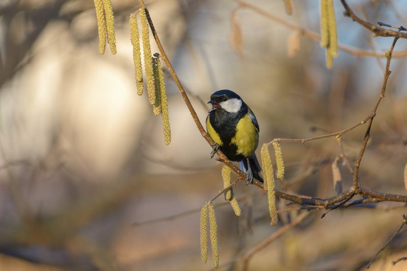 Веснаphoto preview