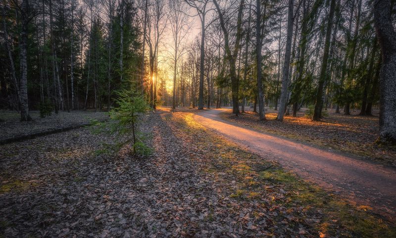 царское село вечер закат дорога солнце апрель Куда уходит день уставший...photo preview