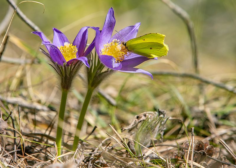 цветы, прострел, бабочка крушенница, лес, весна Любительница весеннего нектараphoto preview