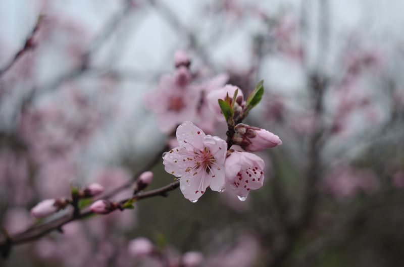 персик, цветы персика, цветущие деревья, весенние цветы *** фото превью