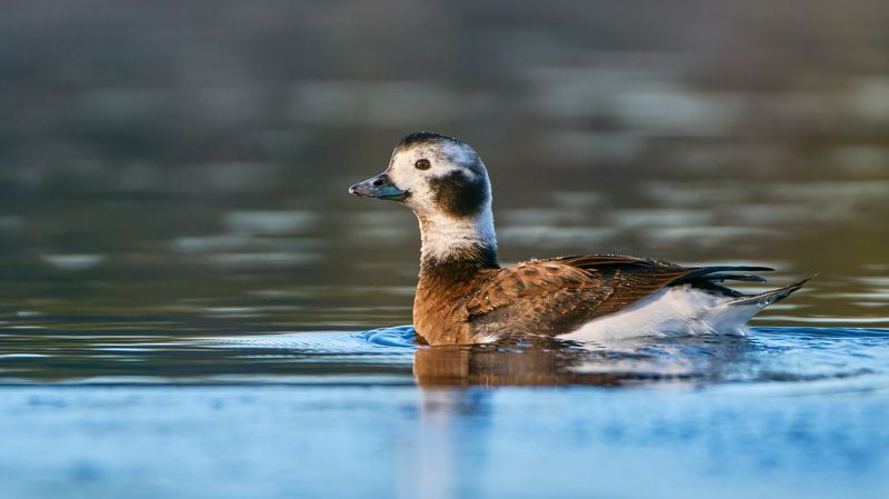 Морянкаphoto preview