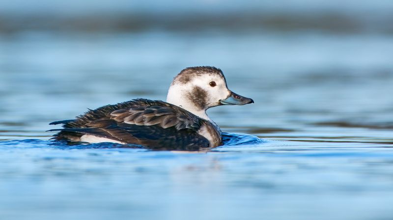 Морянкаphoto preview