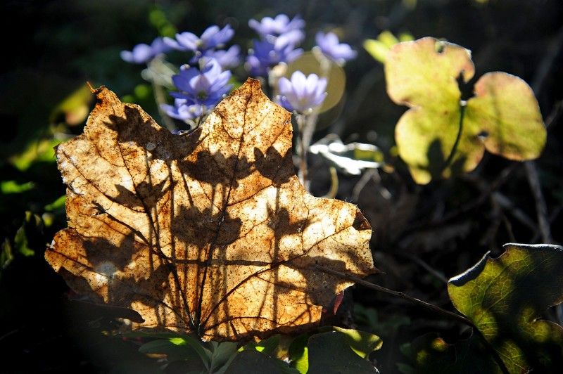 печеночница цветы лес *photo preview