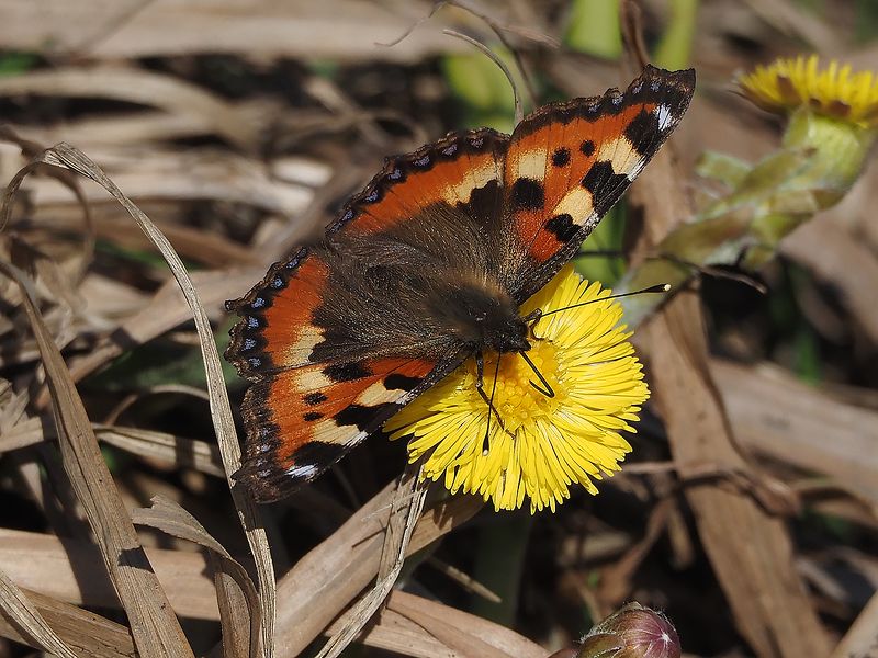 первая бабочка, первый цветокphoto preview