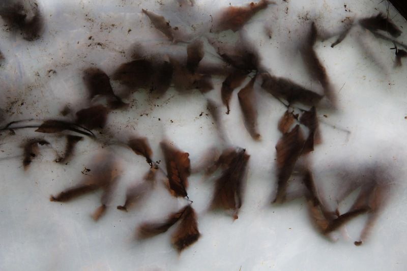 You need to be growphoto preview