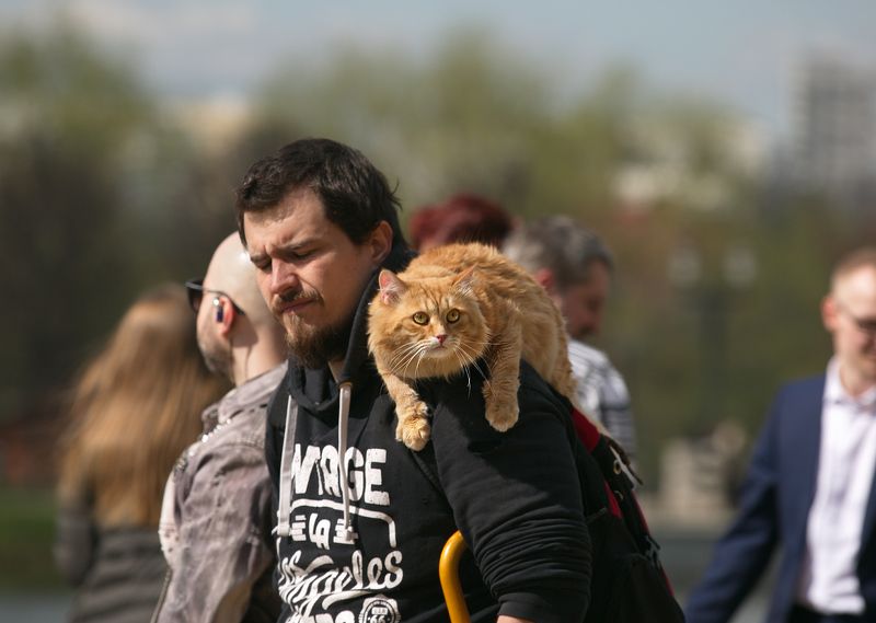 уличное фото, коты, встречи Весна. Встречи в паркеphoto preview