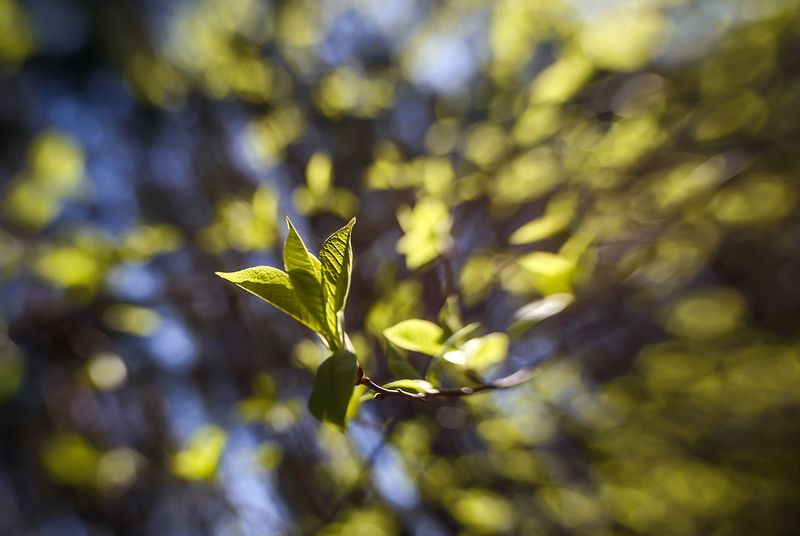 Веснаphoto preview