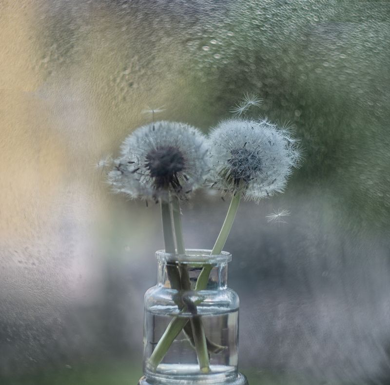 Одуванчиковая историяphoto preview