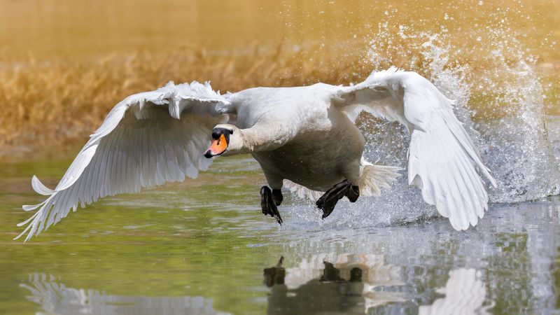 Mute Swanphoto preview