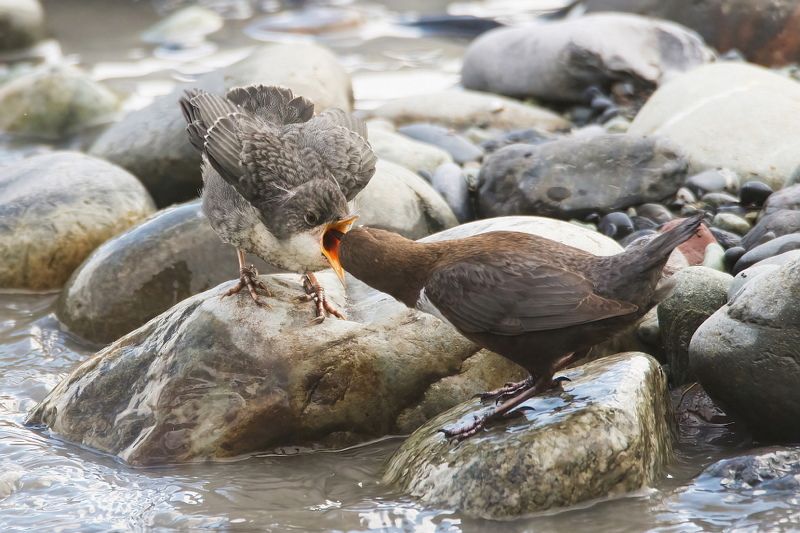 Оляпкиphoto preview
