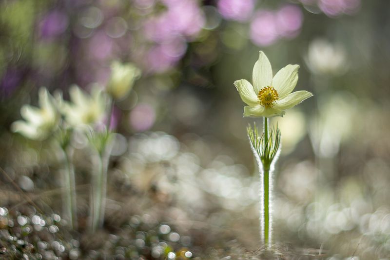 прострел, сон-трава, весна Солистphoto preview