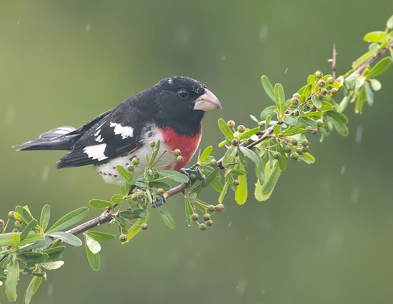 rose-breasted grosbeak, grosbeak, весна, cardinal, кардинал, весна Rose-breasted Grosbeak, male - Красногрудый дубоносовый кардиналphoto preview