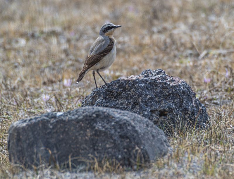 обыкновенная каменка Обыкновенная каменкаphoto preview