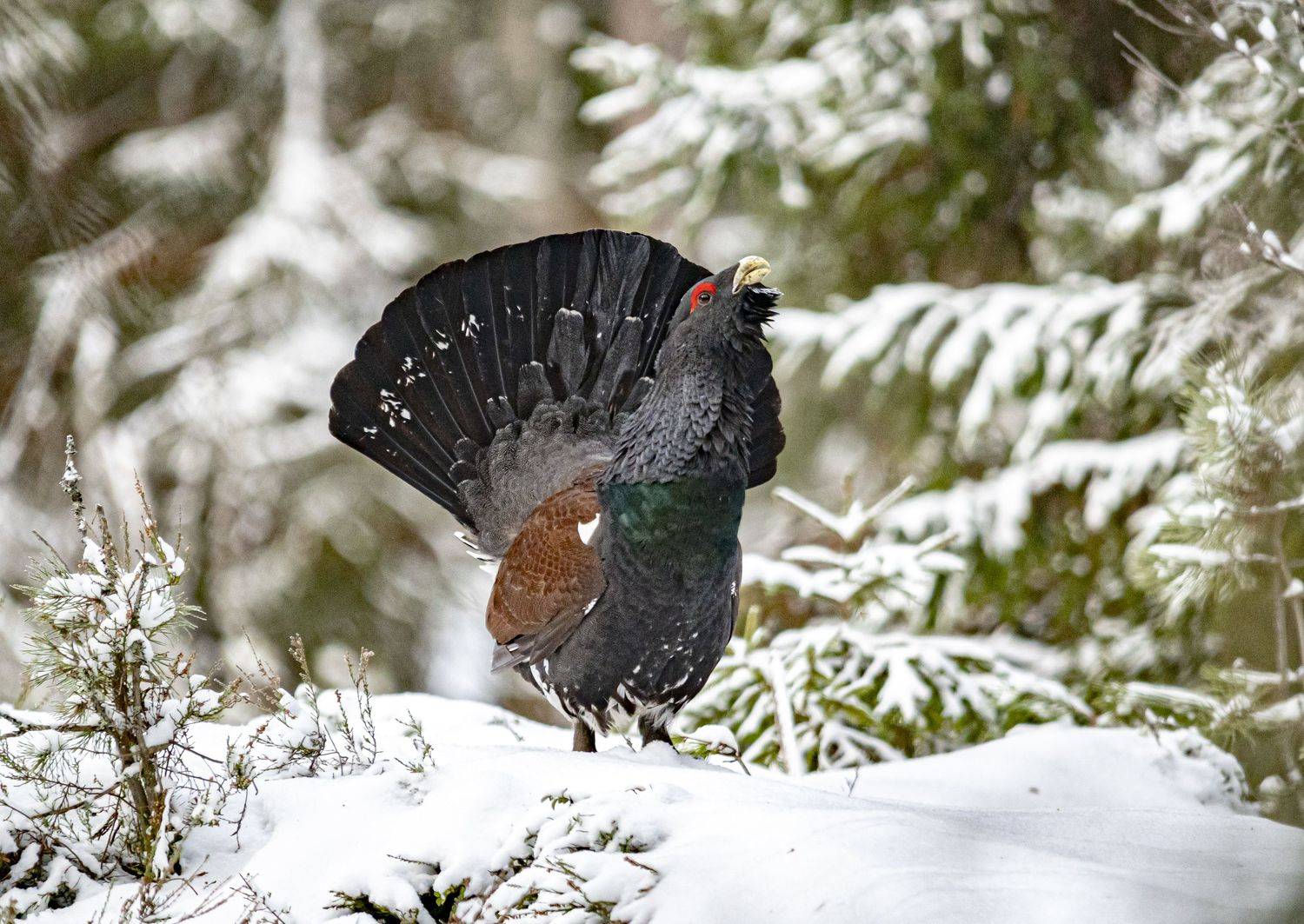 беларусь, красный бор, зима, птицы, глухарь, Савчук Сергей