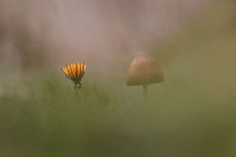 macro, close up, dandelion, mushroom, nature Сожительствоphoto preview