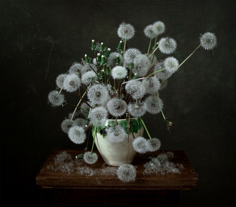 натюрморт, цветы, одуванчики Маленькие пушистикиphoto preview