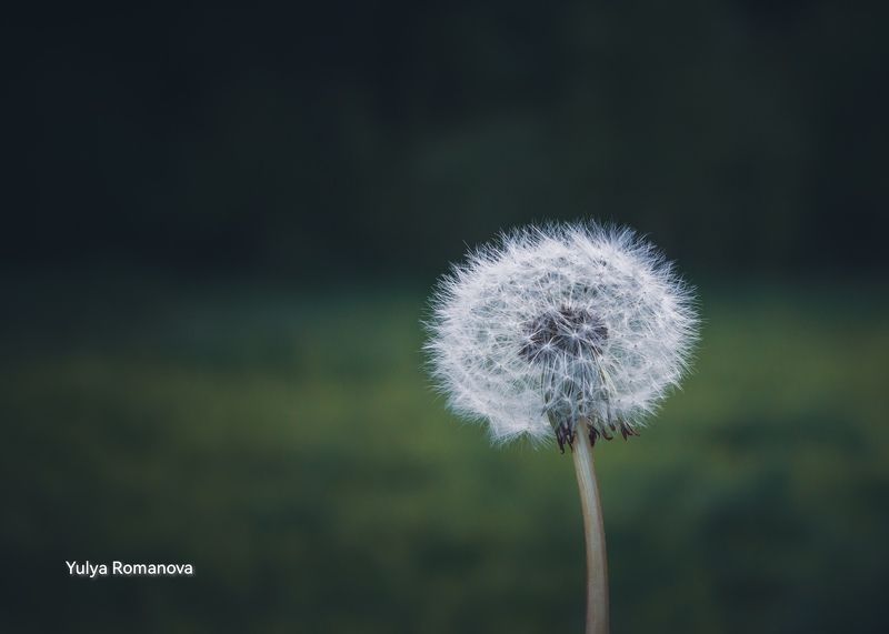 одуванчик, цветок, лето, природа Одуванphoto preview