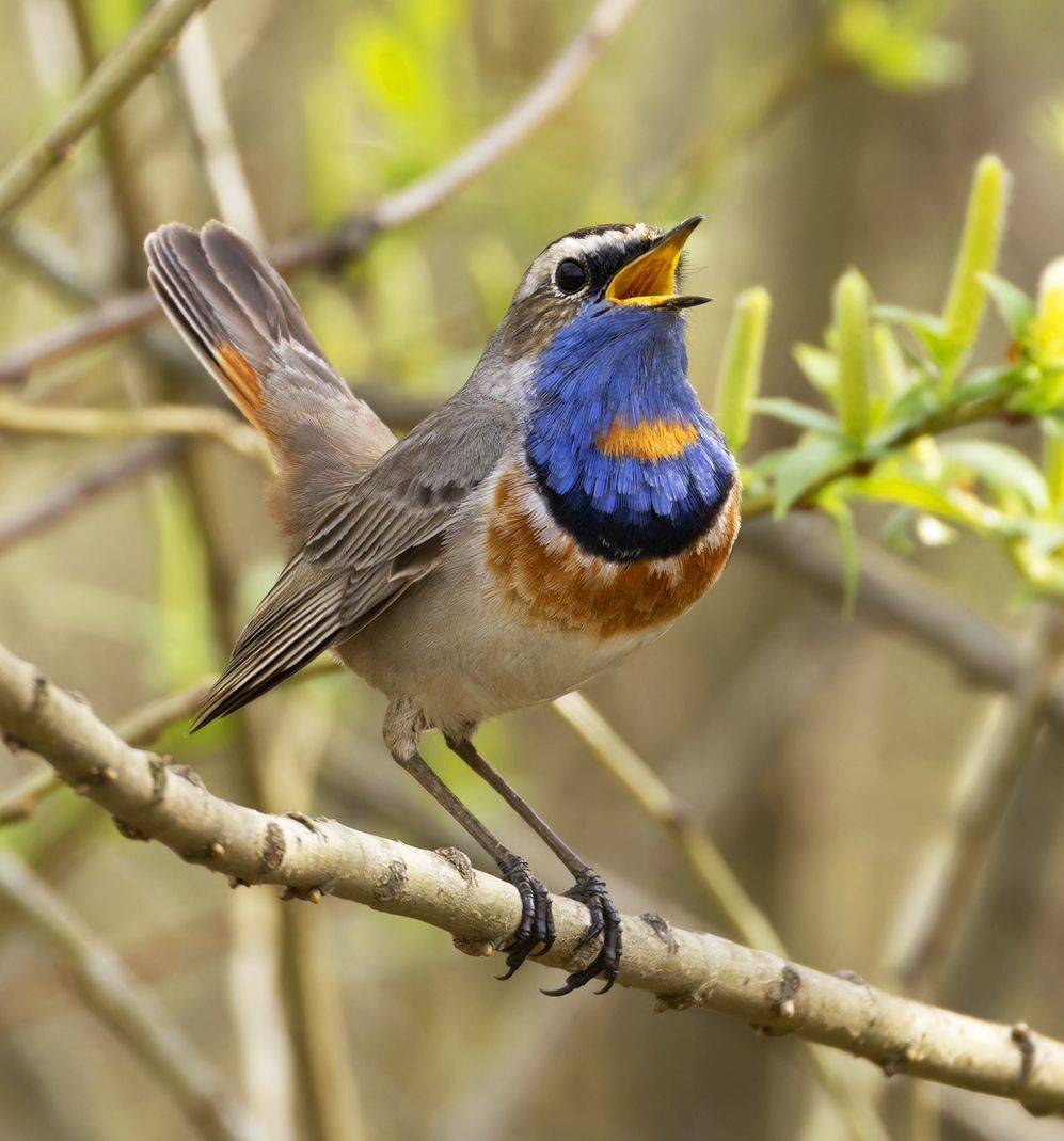 варакушка, птицы, фото птиц, Александр Шипиленко