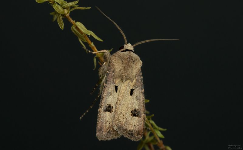 макро, природа, насекомые, бабочки, мотыльки, вредитель, macro, nature, insects, butterflies, moths, pest Совка Восклицательнаяphoto preview