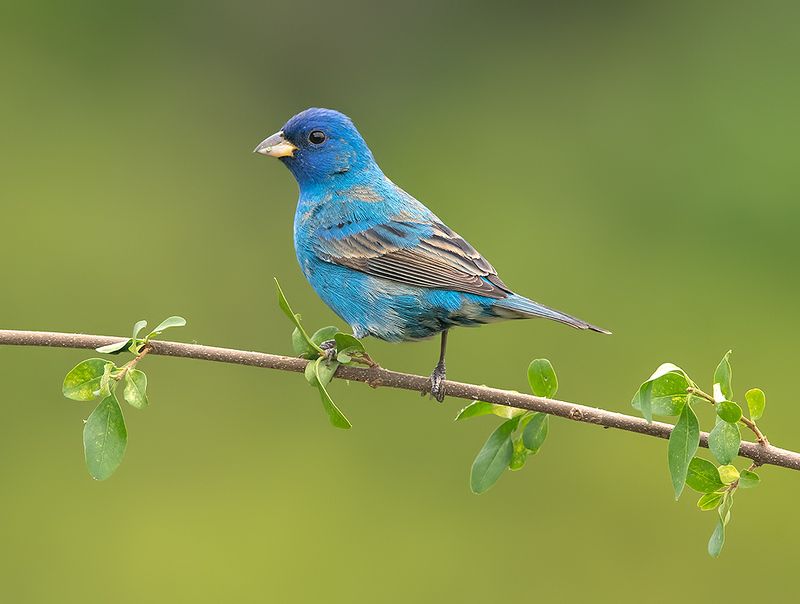индиговый овсянковый кардинал,indigo bunting, кардинал, весна Indigo bunting. Индиговый овсянковый кардиналphoto preview