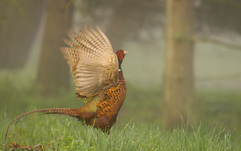 Pheasantphoto preview