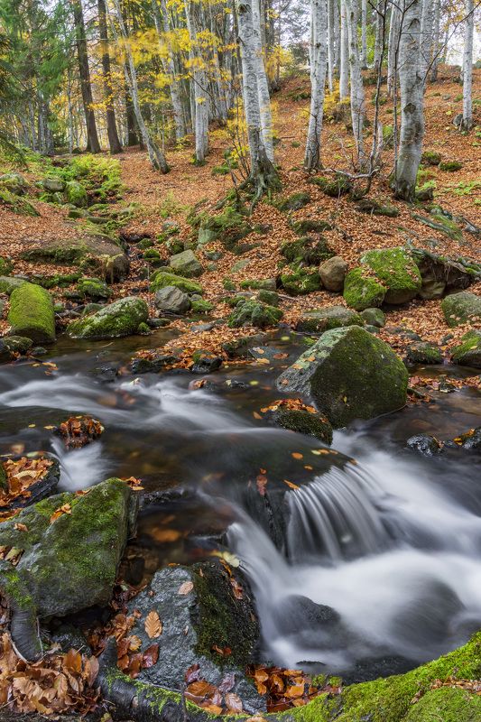 autumn landscapes naturte vertical The colors of Autumn8photo preview