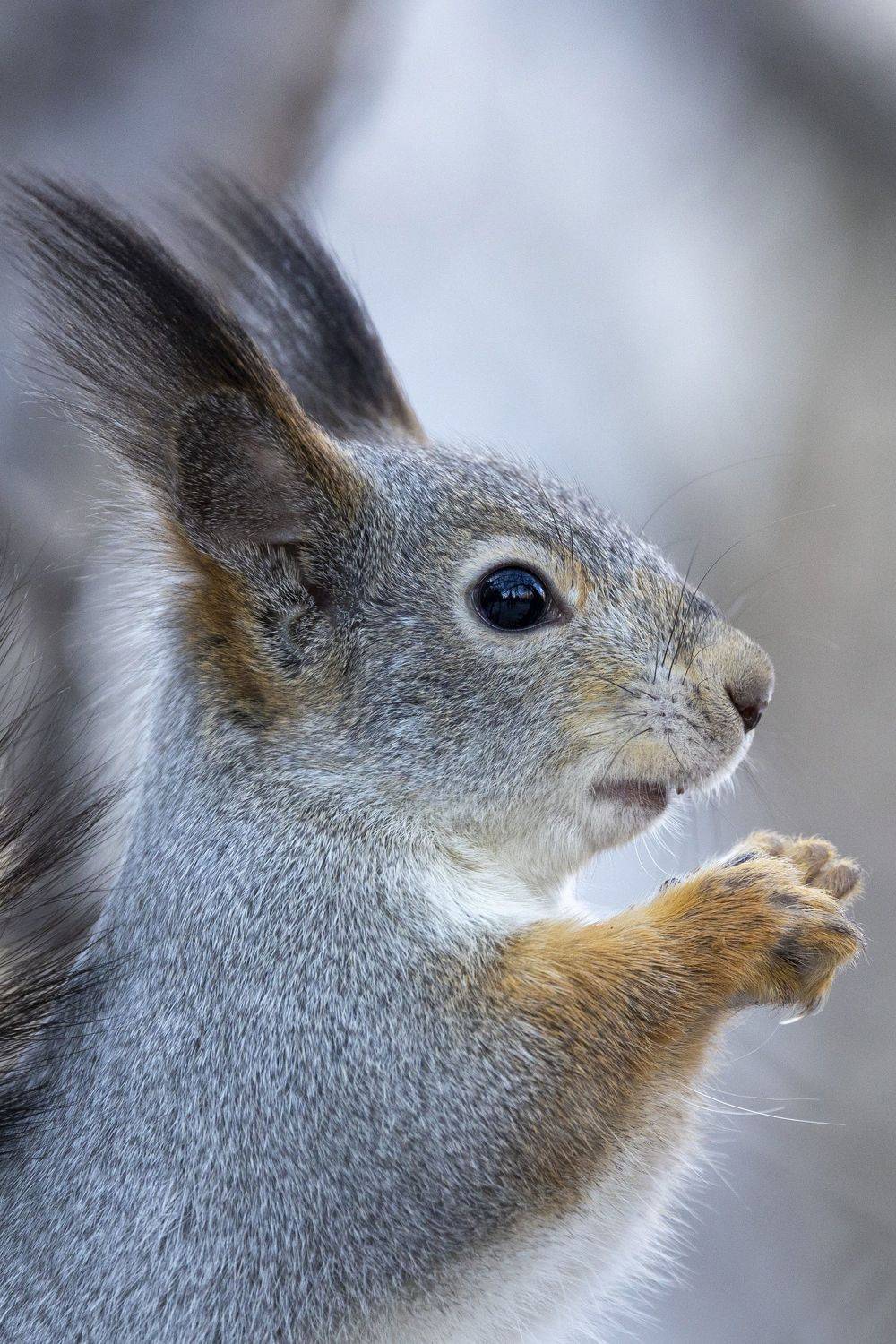 Белка. Автор: Щепанов Дмитрий , Щепанов Дмитрий