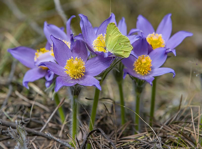 цветы, прострелы, весна, опушка леса Весенние цветыphoto preview