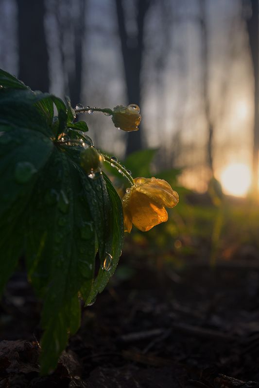 кострома, ветреницы, цветы photo preview