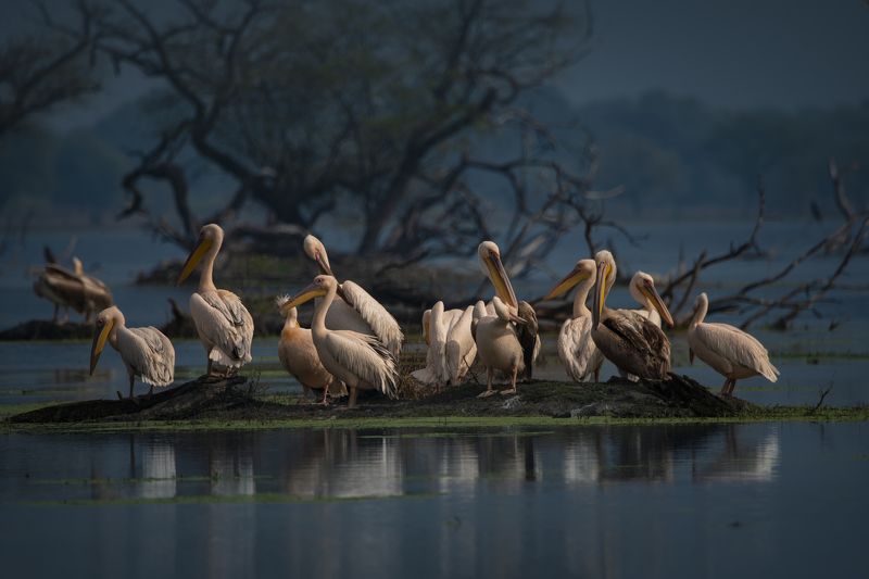 #birdphotography	 #birdsofinstagram	 #wildlifephotography	 #birds	 #naturephotography	 #bird	 #nature	 #wildlife	 #photography	 #birdwatching	 #natgeo	 #photooftheday	 #nikon	 #birding	 #naturelovers	 #canon	 #animals	 #birdlovers	 #travel	 #love	 #bestbi  фото превью