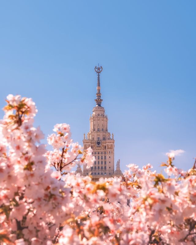 мгу, сакура, весна, москва, moscow, mgu, spring Сакура около МГУphoto preview