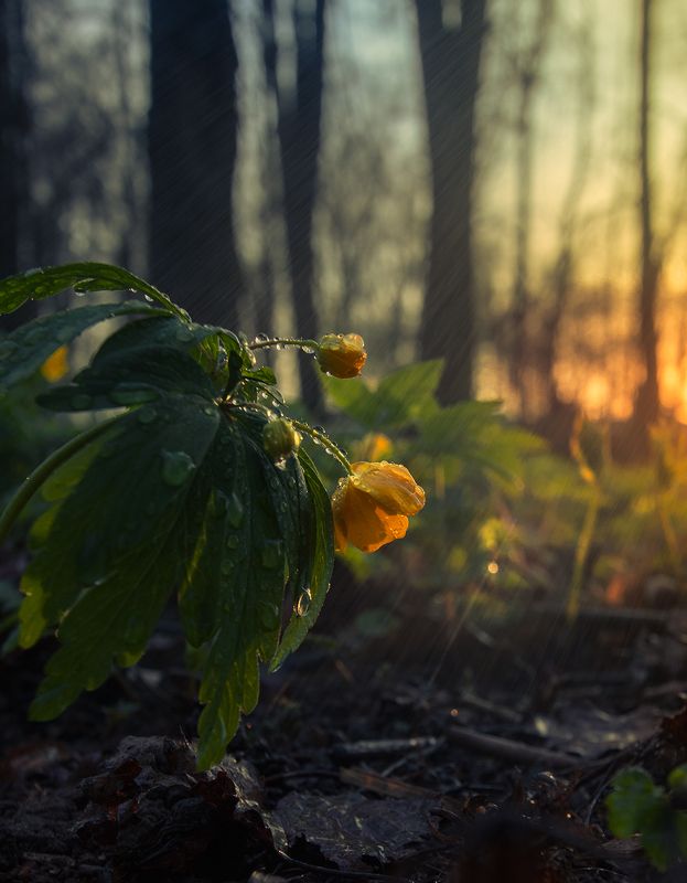 кострома, цветы, ветреницы, макро, природа photo preview