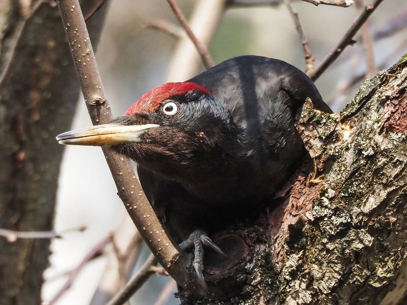 черный пират))photo preview