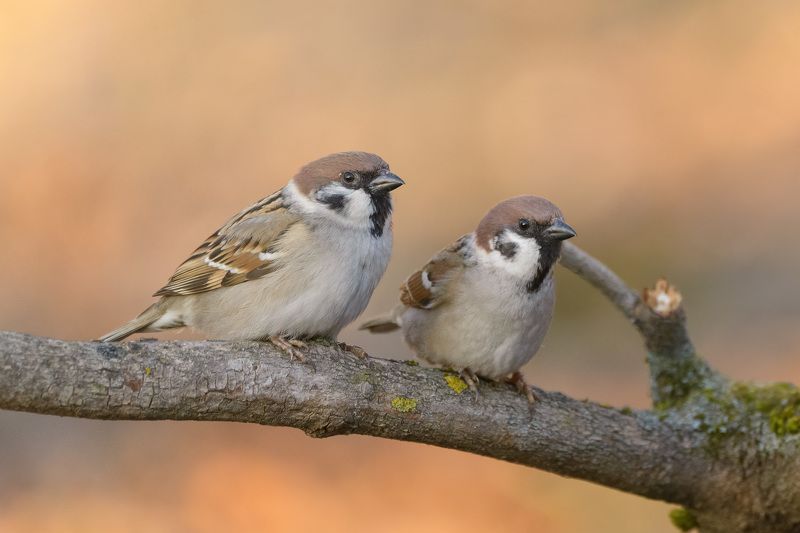 Зрителиphoto preview