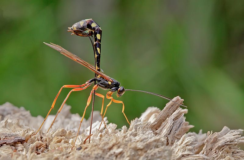 наездник рогохвоста большого, rhyssa persuasoria, лето, насекомые Наездник за работойphoto preview