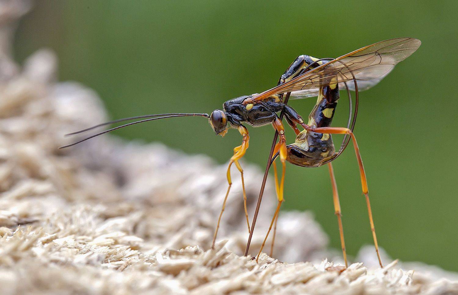 rhyssa persuasoria, наездник, убийца рогохвоста, Широких Александр