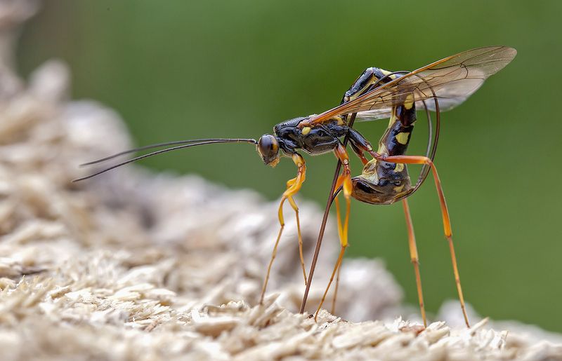 rhyssa persuasoria, наездник, убийца рогохвоста Наездник рогохвостаphoto preview