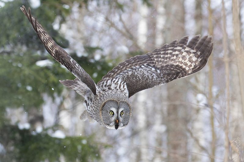 бородатая неясыть зашуршала где-то мышка..photo preview