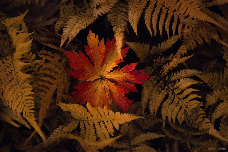искусство природы, тайга, тундра, папоротники, листья, капельки, макро, осень, янтарь, север Янтарная мозаикаphoto preview