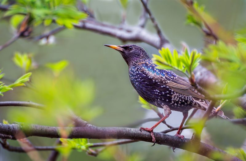 птица, скворец, весна, песни о весне.. фото превью