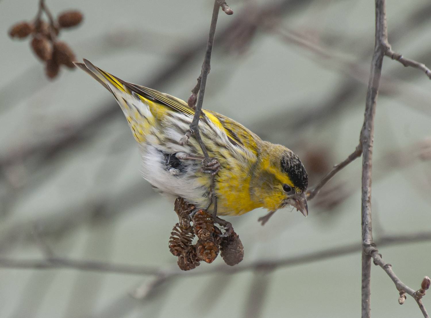 кисловодск, птицы, чиж, Савчук Сергей