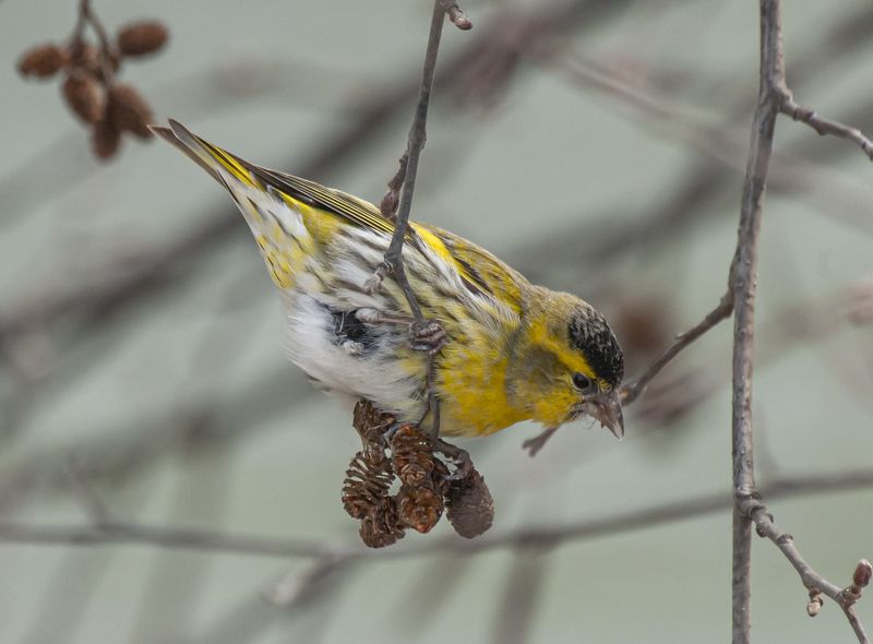 кисловодск, птицы, чиж Чижphoto preview