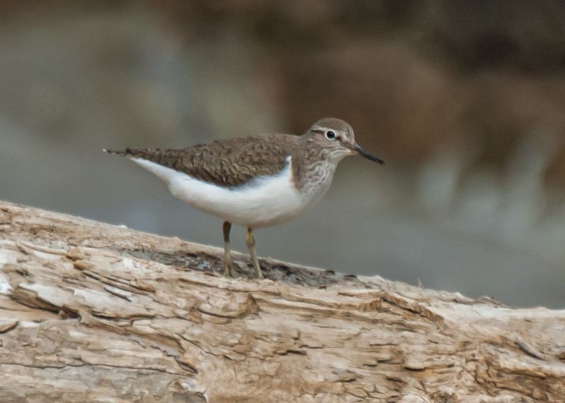 кисловодск, птицы, кулик-перевозчик Кулик-перевозчикphoto preview