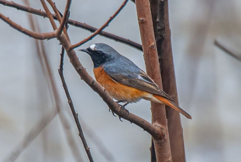 кисловодск, птицы, обыкновенная горихвостка Обыкновенная горихвосткаphoto preview