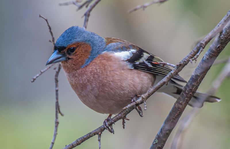 кисловодск, весна, птицы, зяблик Зябликphoto preview