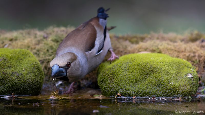 фотоохота, дубонос, птица На водопое...photo preview