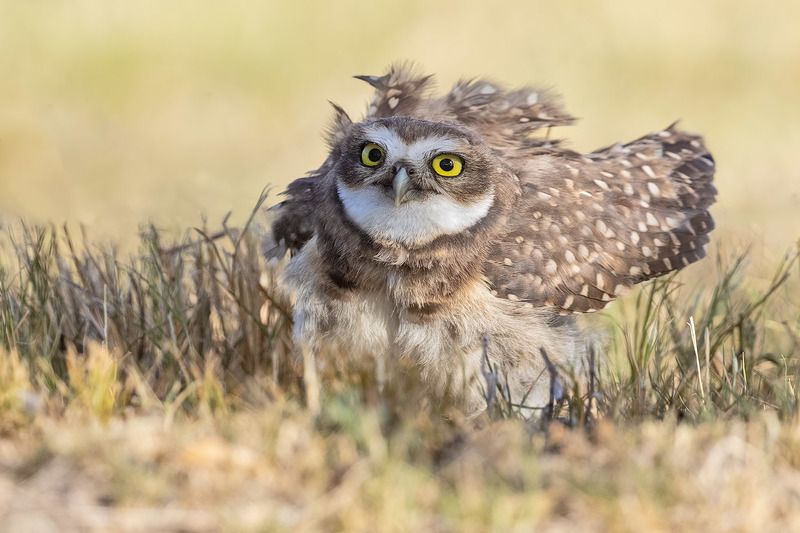 птицы, уругвай ***photo preview