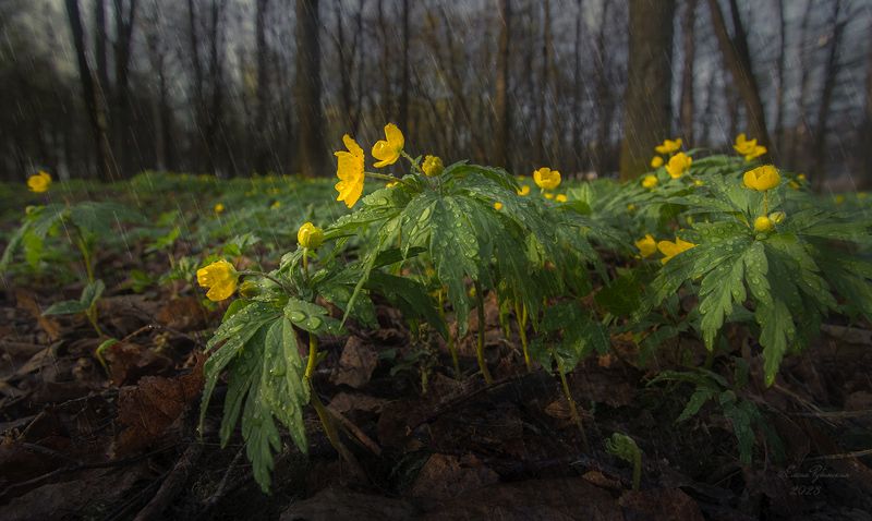 кострома, природа, весна, цветы, ветреницы, дождь photo preview